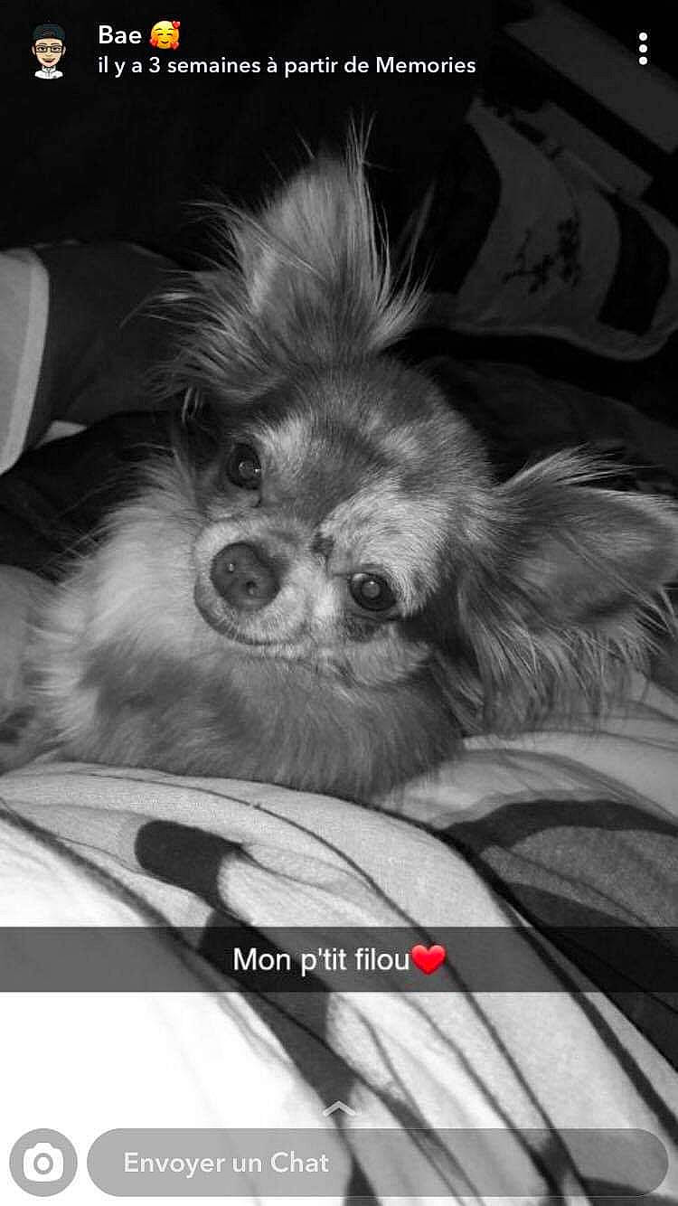 Ninho a rejoint le concours — aidez-le/la à gagner de superbes lots ! canidae, carnivore, companion_dog, darkness, dog, dog_breed, eye, fawn, font, fur, monochrome, monochrome_photography, paw, pekingese, photo_caption, snout, sporting_group, toy_dog, whiskers, working_animal