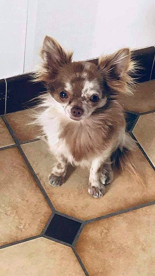 Ninho a rejoint le concours — aidez-le/la à gagner de superbes lots ! canidae, carnivore, chihuahua, companion_dog, dog, dog_breed, dog_supply, fashion_accessory, fawn, fur, papillon, paw, pet_supply, snout, sporting_group, tail, terrestrial_animal, toy_dog, whiskers, working_animal
