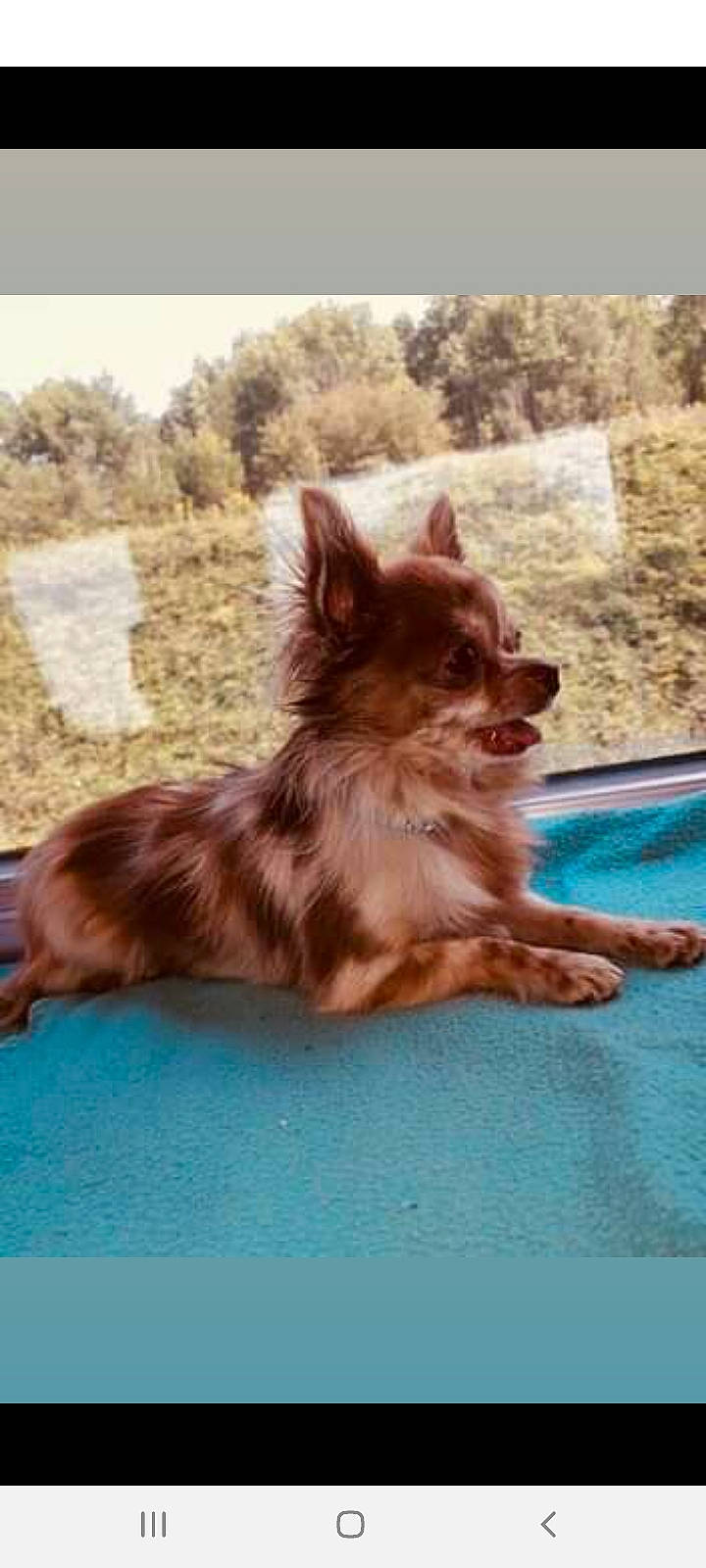 Ninho a rejoint le concours — aidez-le/la à gagner de superbes lots ! canidae, canis, carnivore, companion_dog, dog, dog_breed, fawn, german_spitz, german_spitz_mittel, herding_dog, liver, mammal, plant, snout, spitz, sporting_group, terrestrial_animal, tree, working_animal, working_dog