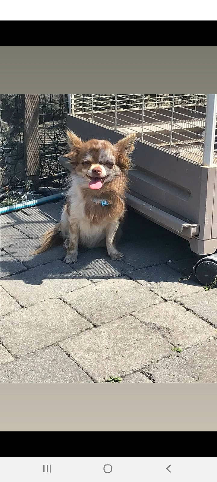 Ninho participe au concours pour gagner de l'argent avec cette photo : asphalt, carnivore, collar, companion_dog, dog, dog_breed, dog_supply, fawn, felidae, fur, leash, mammal, road, road_surface, sidewalk, snout, street, tail, terrestrial_animal, toy_dog