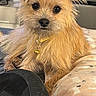 Bella joined the competition — help win amazing prizes! blanket, brown_fur, clutter, collar, cozy, curious_eyes, dog, fabric, fur, furniture, home, indoor, looking_at_camera, paw, pet, phone_screenshot, resting, screen_ui, shoe, small_dog