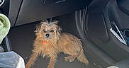 Bella is registered to the contest to win money with this photo: brown_fur, car_interior, casual, clutter, companion, dog, door_panel, floor, indoor, messy, orange_collar, papers, pet, relaxed, seat, seatbelt, small_dog, sunlight, sunny, tissue_box