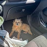 Bella is registered to the contest to win money with this photo: dog, car_interior, floor, orange_collar, sunlight, papers, tissue_box, seat, seatbelt, door_panel, clutter, small_dog, relaxed, brown_fur, pet, companion, messy, sunny, casual, indoor