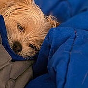 Bella joined the competition — help win amazing prizes! dog, sleeping, blanket, blue_blanket, gray_blanket, fur, cozy, close_up, pet, resting, snuggled, cute, animal, indoor, soft, warm, nap, fur_texture, small_dog, relaxation