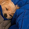 dog, sleeping, blanket, blue_blanket, gray_blanket, fur, cozy, close_up, pet, resting, snuggled, cute, animal, indoor, soft, warm, nap, fur_texture, small_dog, relaxation
