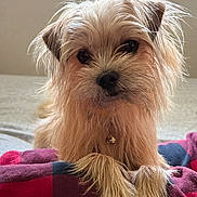 Bella is registered to the contest to win money with this photo: animal, bell, blanket, brown, closeup, collar, cozy, curious, cute, dog, expression, face, fur, indoor, paws, pet, plaid, portrait, scruffy, small