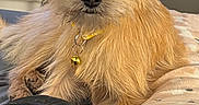 Bella is registered to the contest to win money with this photo: dog, small_dog, pet, fur, yellow_collar, bell, blanket, paw, indoor, lock_screen, phone_screenshot, time_display, date_display, footwear, shoe, curious, brown_fur, close_up, cute, animal