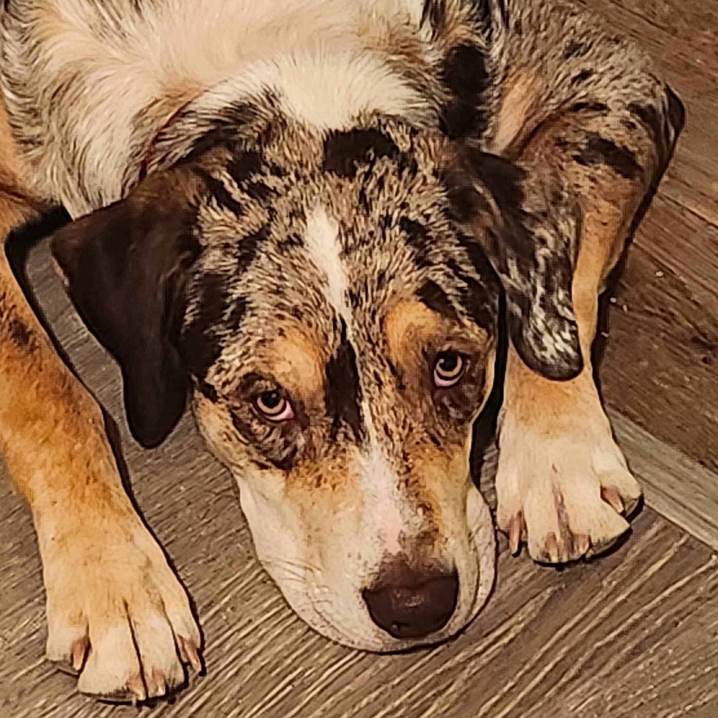 Murphy is registered to the contest to win money with this photo: animal, beagle, canine, dog, greatdane, hardwood, hound, husky, indoors, interiordesign, labradorretriever, person, pet, pointer, puppy, racket, sleeping, snout, stainedwood, wood