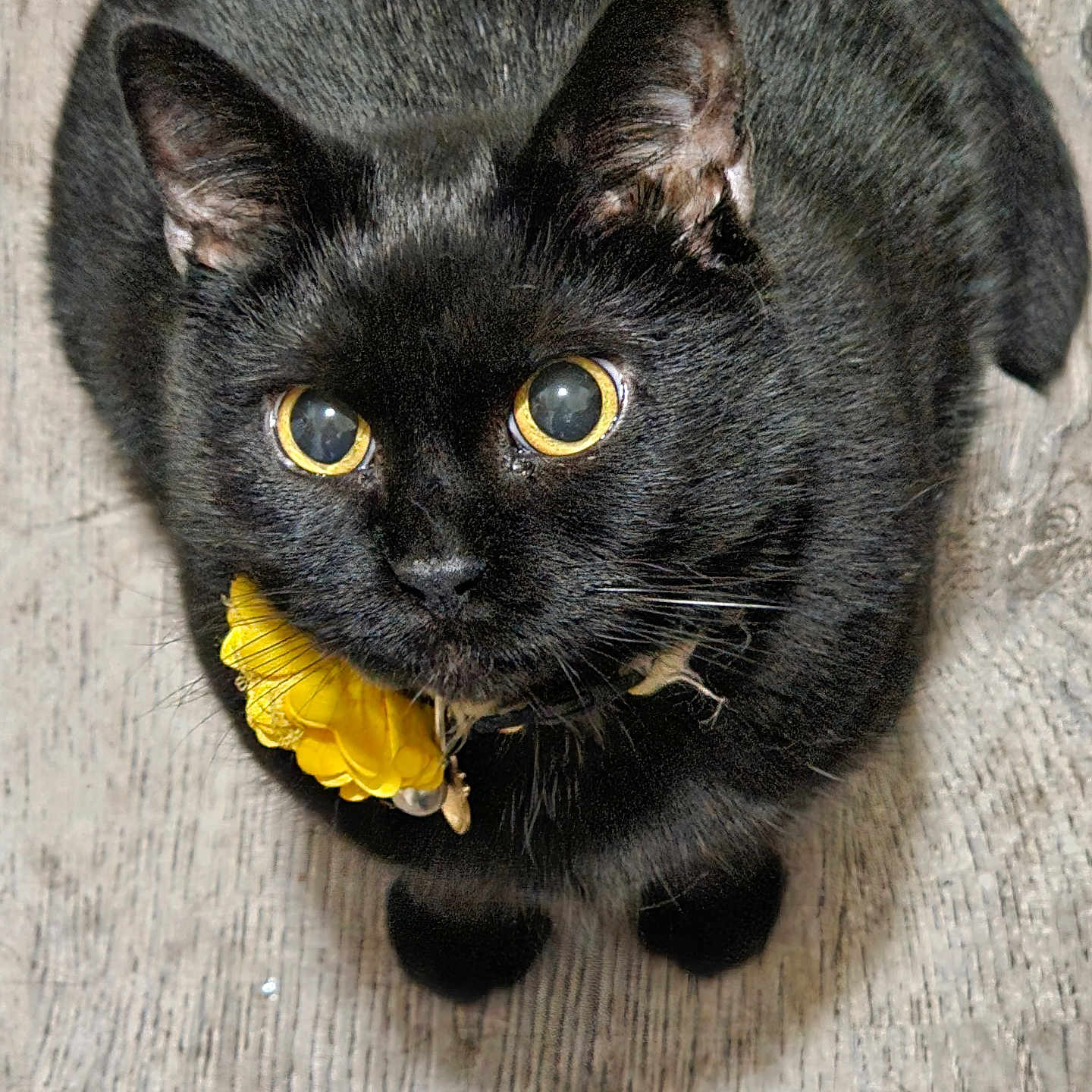 Daisy