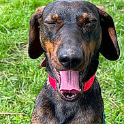 Titouan participe au concours pour gagner de l'argent avec cette photo : animal, black_and_brown_coat, canine, close_up, closed_eyes, collar, cute, dog, friendly, grass, happy, mammal, nature, outdoor, pet, playful, sitting, summer, sunny, tongue_out