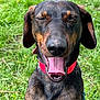 animal, black_and_brown_coat, canine, close_up, closed_eyes, collar, cute, dog, friendly, grass, happy, mammal, nature, outdoor, pet, playful, sitting, summer, sunny, tongue_out