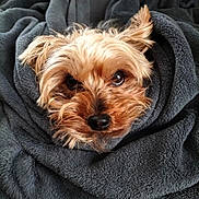 Cooky a rejoint le concours — aidez-le/la à gagner de superbes lots ! dog, yorkshire_terrier, small_dog, pet, animal, fur, fluffy, brown, tan, black, face, eyes, nose, portrait, close_up, blanket, wrapped, cozy, indoors, sleepy