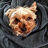 dog, yorkshire_terrier, small_dog, pet, animal, fur, fluffy, brown, tan, black, face, eyes, nose, portrait, close_up, blanket, wrapped, cozy, indoors, sleepy