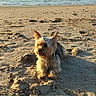 Cooky participe au concours pour gagner de l'argent avec cette photo : dog, beach, sand, ocean, seaside, shoreline, outdoor, animal, pet, small_dog, long_hair, standing, sitting, sunlight, summer, water, waves, swimmers, coast, vacation