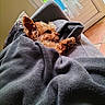 Cooky a rejoint le concours — aidez-le/la à gagner de superbes lots ! dog, yorkshire_terrier, small_dog, pet, sleeping, lying_down, upside_down, paw, fur, brown_fur, blanket, gray_blanket, cozy, couch, indoor, home, sunlight, door, relaxed, funny