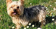 Cooky a rejoint le concours — aidez-le/la à gagner de superbes lots ! animal, canine, cute, daisies, daytime, dog, flowers, forest, grass, greenery, happy, meadow, nature, outdoor, pet, small_dog, standing, sunlight, trees, yorkshire_terrier