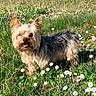 dog, small_dog, yorkshire_terrier, grass, flowers, daisies, outdoor, nature, trees, sunlight, meadow, pet, animal, canine, happy, daytime, greenery, forest, cute, standing