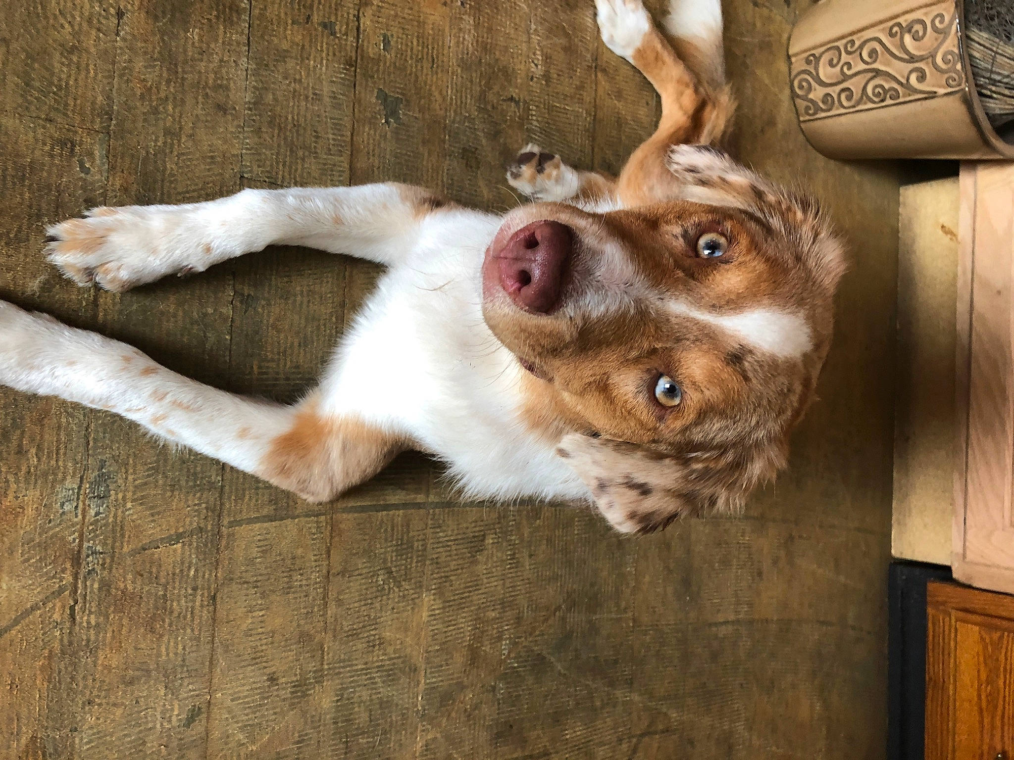 Lily is registered to the contest to win money with this photo: canidae, carnivore, companion_dog, dog, dog_breed, door, ear, fawn, felidae, fur, non_sporting_group, paw, small_to_medium_sized_cats, sporting_group, tail, whiskers, wildlife, window, wood, working_animal