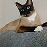 animal, black_face, blue_eyes, brown_fur, cat, close_up, couch, home, indoor, lounging, pet, photography, pointed_ears, portrait, relaxed, siamese_cat, sitting, sofa, whiskers, white_paws