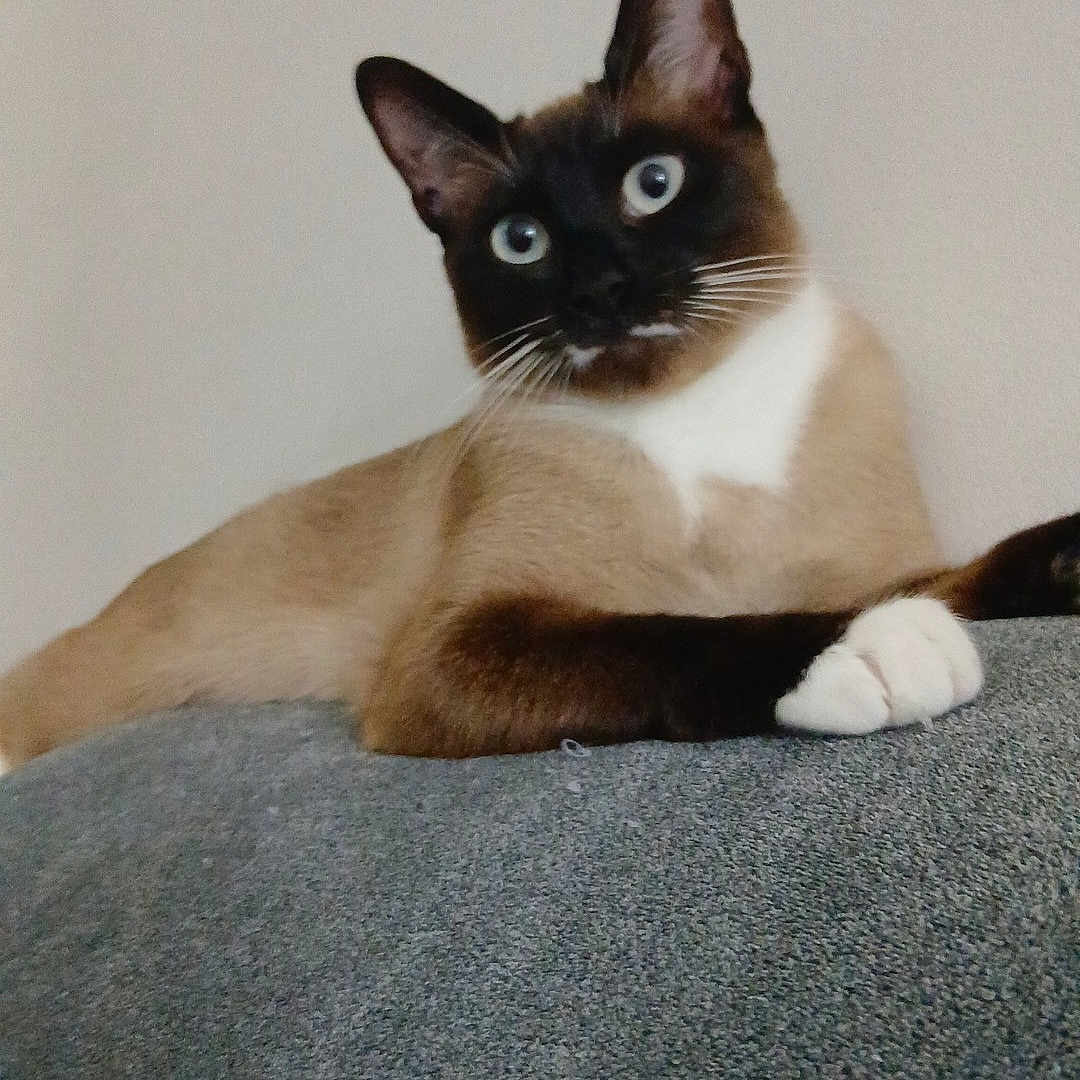 Laïs