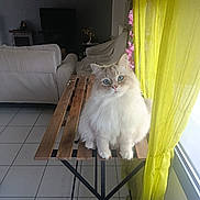 Pompon a rejoint le concours — aidez-le/la à gagner de superbes lots ! blue_eyes, cat, closeup, curiosity, domestic, fluffy, furniture, houseplant, indoor, living_room, natural_light, pet, pink_flowers, portrait, relaxed, sofa, tile_floor, window, wooden_table, yellow_curtain