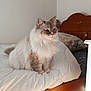 Pompon participe au concours pour gagner de l'argent avec cette photo : animal, bed, blue_eyes, calm, cat, comforter, cozy, cute, domestic, feline, fluffy, fur, home, indoor, pet, portrait, sitting, soft_light, white, wooden_bed