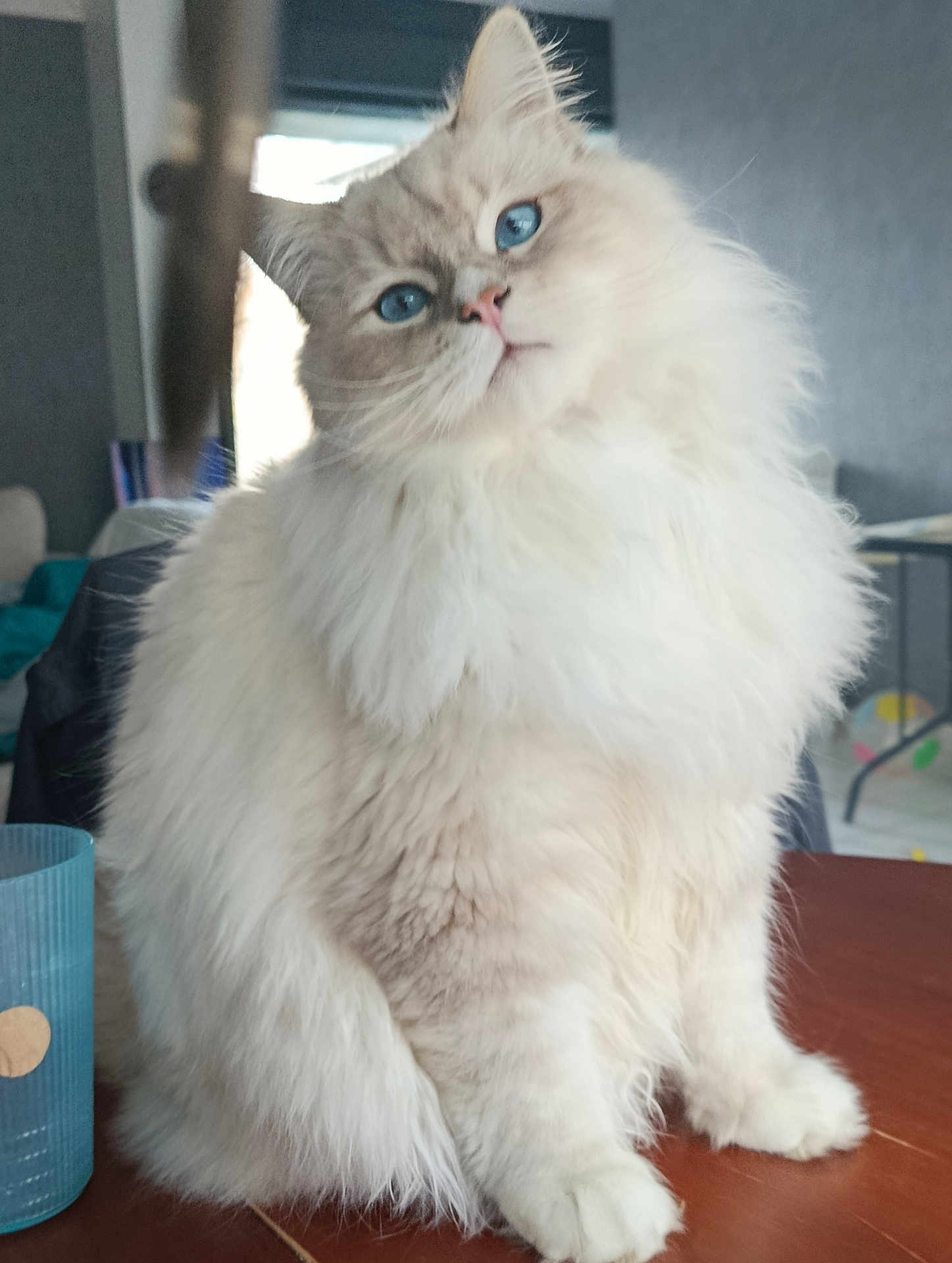 Pompon a rejoint le concours — aidez-le/la à gagner de superbes lots ! cat, fluffy, blue_eyes, indoor, table, fur, pet, animal, curious, sitting, portrait, domestic_cat, feline, whiskers, closeup, cute, furry, looking, soft_lighting, cozy