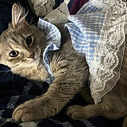 Viola joined the competition — help win amazing prizes! animal, blanket, blue_checkered, cat, clothing, cozy, cute, domestic_cat, feline, fur, gray_cat, indoor, kitten, lace, outfit, paw, pet, resting, whiskers, young_cat