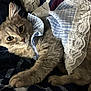 animal, blanket, blue_checkered, cat, clothing, cozy, cute, domestic_cat, feline, fur, gray_cat, indoor, kitten, lace, outfit, paw, pet, resting, whiskers, young_cat