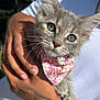 Viola is registered to the contest to win money with this photo: animal, bandana, cat, close_up, cute, floral_pattern, fluffy, gray_cat, hands, holding, kitten, outdoor, pet, pink_bandana, portrait, sunlight, tattoo, whiskers, white_shirt, young_animal