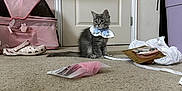 Viola is registered to the contest to win money with this photo: bag, carpet, cat, collar, cute, domestic_animal, door, floor, furniture, gray_cat, indoor, kitten, packaging, pet, pink, purple, room, shoe, small_animal, storage_bin
