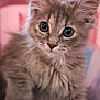 Viola joined the competition — help win amazing prizes! adorable, animal, cat, close_up, cute, domestic_animal, ears, eyes, face, feline, fluffy, fur, indoor, kitten, mammal, pet, portrait, soft, whiskers, young