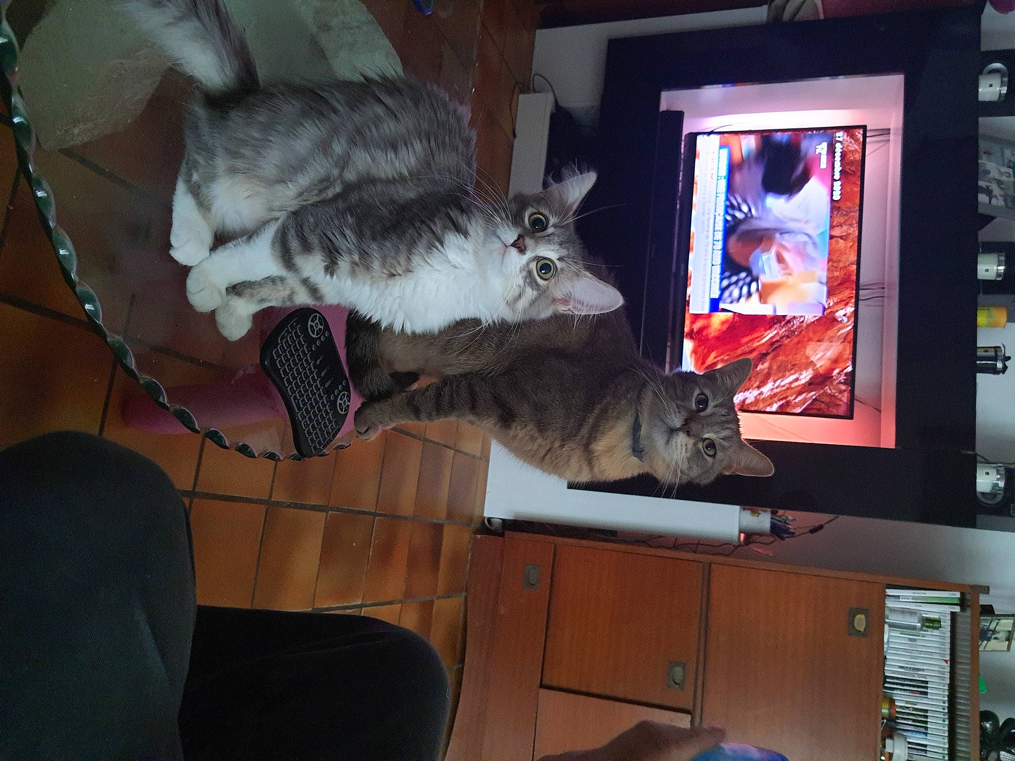 Kuma participe au concours pour gagner de l'argent avec cette photo : cable_television, carnivore, cat, comfort, display_device, domestic_short_haired_cat, entertainment_center, felidae, flat_panel_display, fur, home_appliance, led_backlit_lcd_display, mammal, output_device, shelf, small_to_medium_sized_cats, tail, television, television_set, whiskers