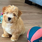 Bueno participe au concours pour gagner de l'argent avec cette photo : puppy, dog, pet, indoor, floor, basketball, toy, cute, fluffy, small, brown, white, sitting, animal, young, playful, home, fur, adorable, companion