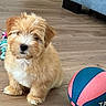 adorable, animal, basketball, brown, companion, cute, dog, floor, fluffy, fur, home, indoor, pet, playful, puppy, sitting, small, toy, white, young