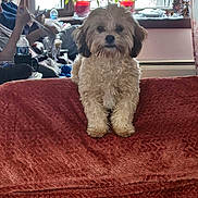 Minny is registered to the contest to win money with this photo: dog, fluffy, blanket, red, couch, person, knitting, window, plant, indoor, home, water_bottle, curtain, table, potted_plant, furniture, pet, cozy, seated, relaxed
