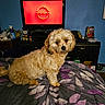 Minny joined the competition — help win amazing prizes! dog, bed, blanket, purple, floral_pattern, television, logo, nissan, furniture, indoor, pet, curious, brown_fur, bedroom, dusk_lighting, clutter, household_items, couch, dog_breed_small, cute