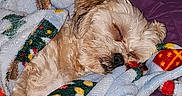 Minny joined the competition — help win amazing prizes! dog, sleeping, blanket, bed, purple_bedspread, toy, indoor, cozy, pet, small_dog, fur, resting, cute, animal, comfort, snuggled, holiday_theme, domestic, relaxing, warm