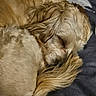 Minny joined the competition — help win amazing prizes! dog, sleeping, curled_up, fluffy, golden, pet, fur, tail, close_up, resting, indoor, cozy, animal, cute, relaxed, mammal, companion, soft, comfort, blanket