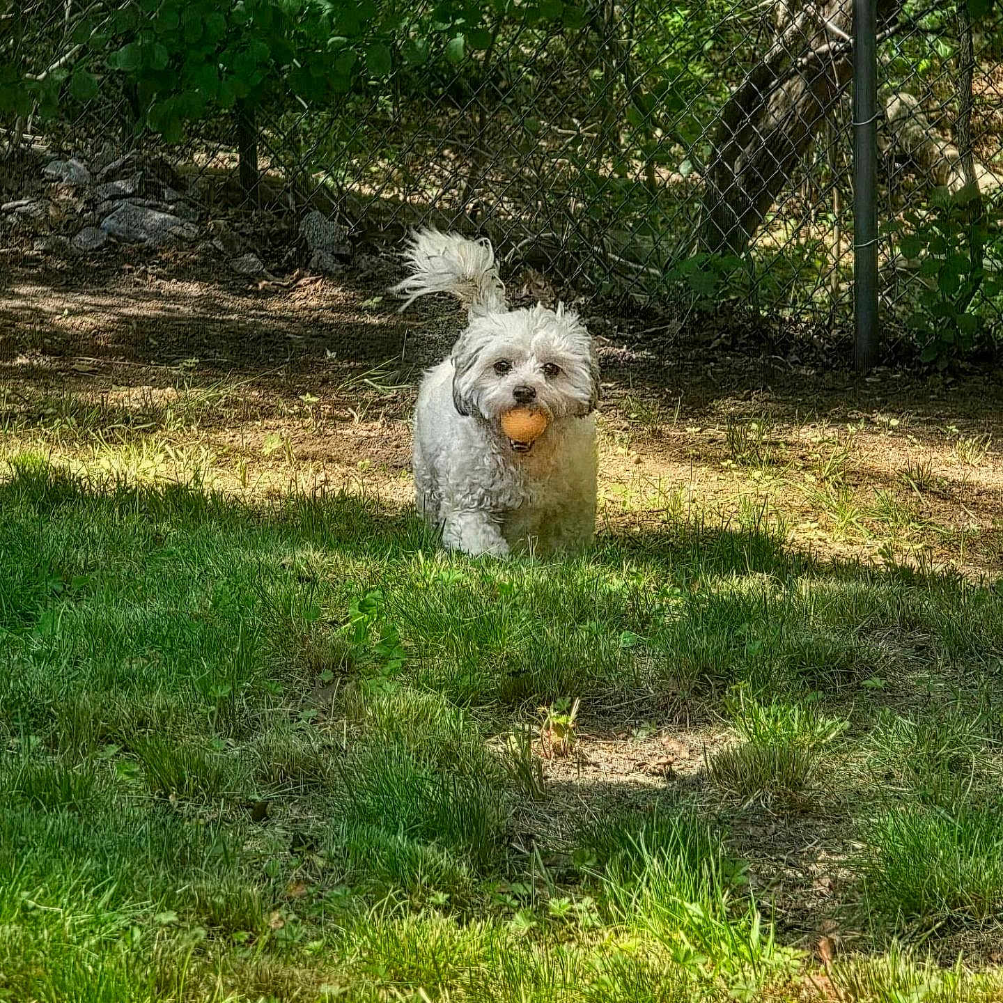 Minny joined the competition — help win amazing prizes! dog, ball, grass, yard, fence, outdoor, pet, playful, sunlight, leafy, happy, small_dog, white_dog, nature, animal, summer, daytime, walking, tail, cute