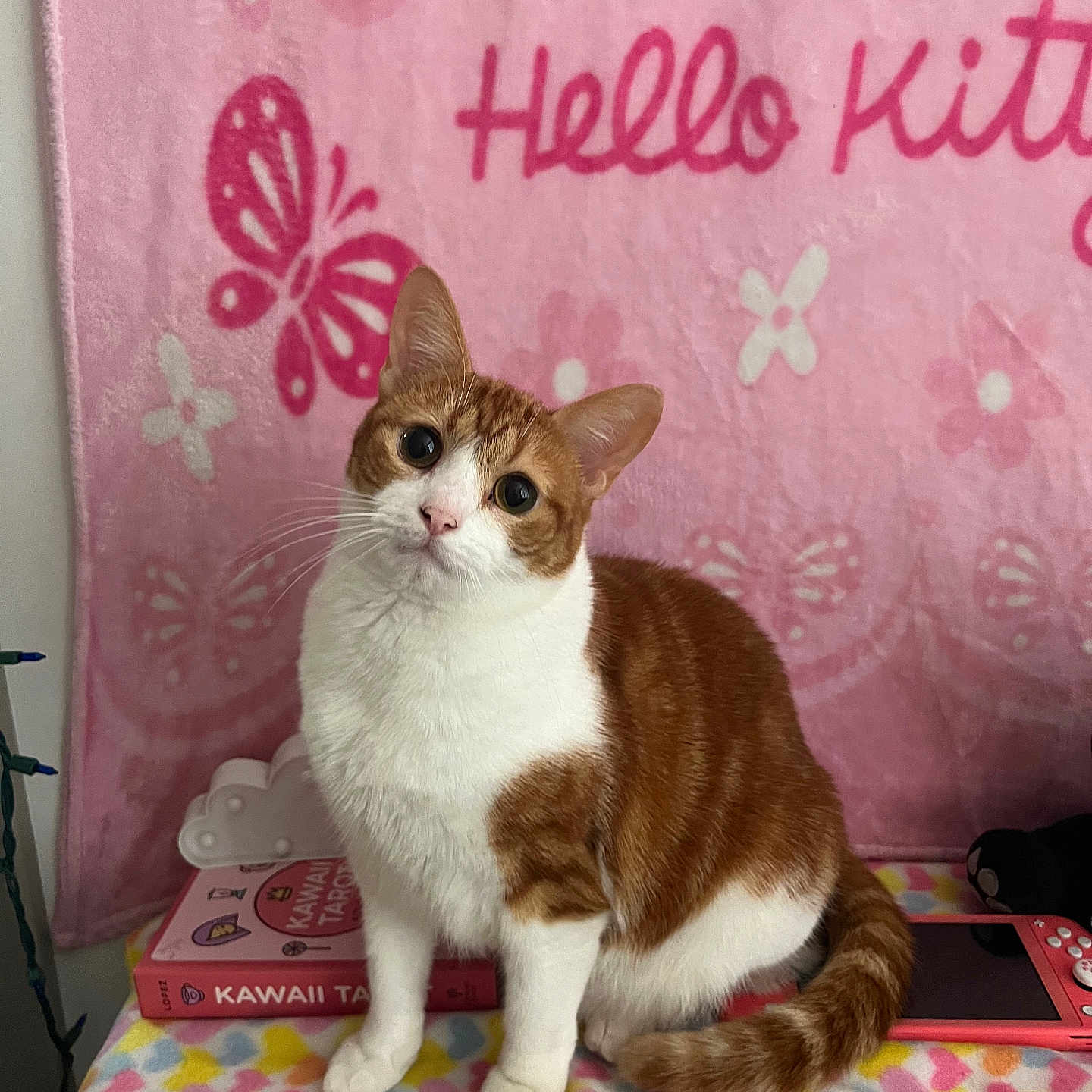 Pixie is registered to the contest to win money with this photo: animal, blanket, book, butterfly, cat, cute, decor, ears, fur, hello_kitty, indoor, orange_and_white, pattern, pet, pink, shelf, sitting, tablet, toy, whiskers