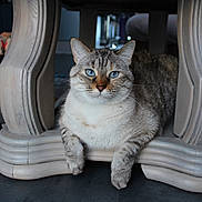 Smokie a rejoint le concours — aidez-le/la à gagner de superbes lots ! animal, blue_eyes, cat, closeup, curious, cute, domestic_cat, fur, furniture, gray, household, indoor, mammal, paws, pet, relaxed, resting, striped, table, whiskers