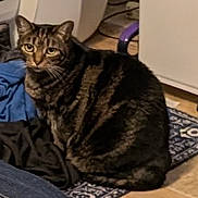 Holly is registered to the contest to win money with this photo: cat, tabby, domestic_cat, animal, pet, indoor, floor, rug, clothing, curious, sitting, brown, black_stripes, household, furniture, cozy, looking, ears, whiskers, domestic