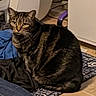 cat, tabby, domestic_cat, animal, pet, indoor, floor, rug, clothing, curious, sitting, brown, black_stripes, household, furniture, cozy, looking, ears, whiskers, domestic