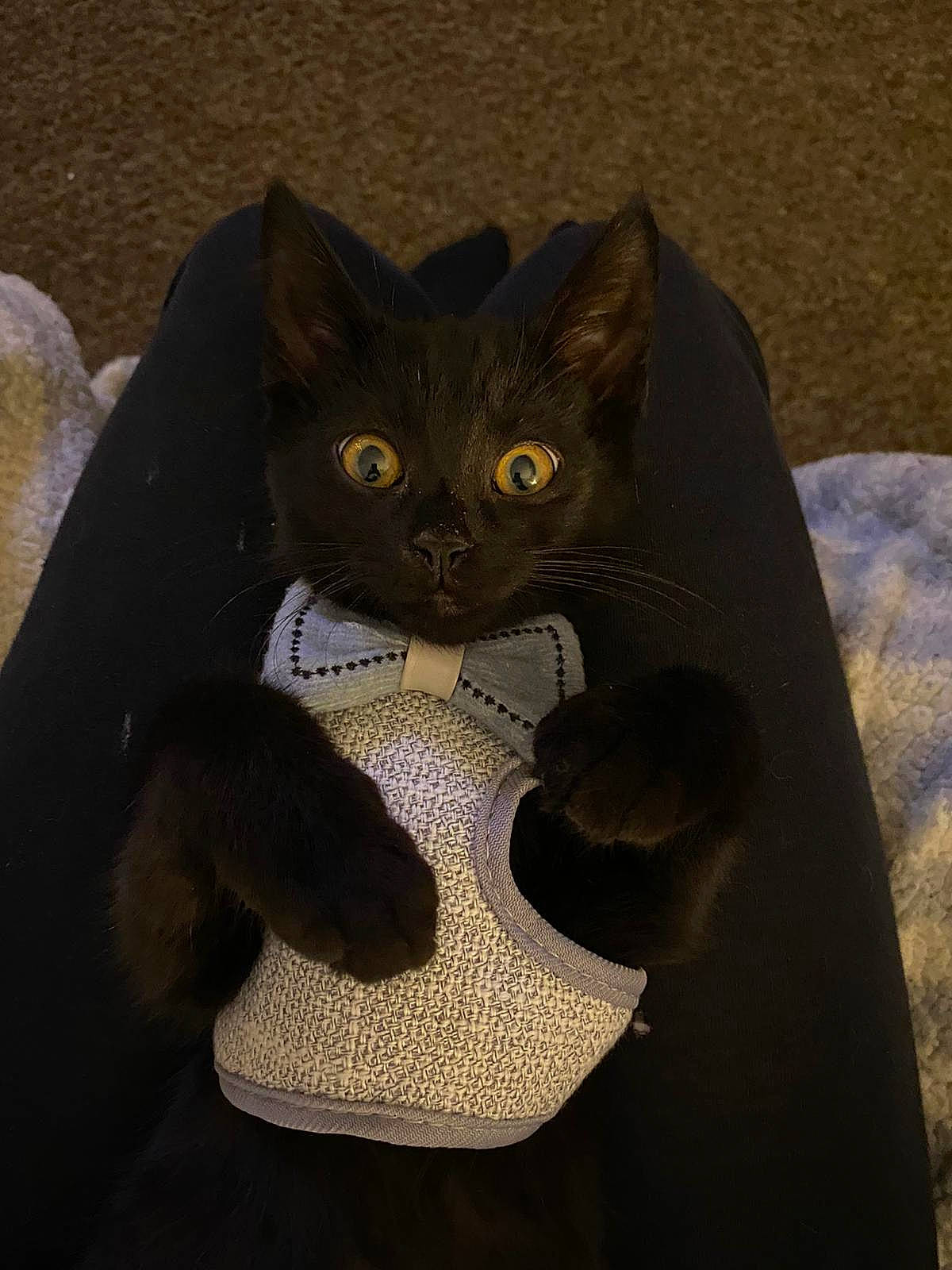 Kuro joined the competition — help win amazing prizes! bag, black_cat, carnivore, cat, cat_supply, comfort, domestic_short_haired_cat, felidae, fur, grey, personal_protective_equipment, shadow, small_to_medium_sized_cats, snout, tail, terrestrial_animal, whiskers