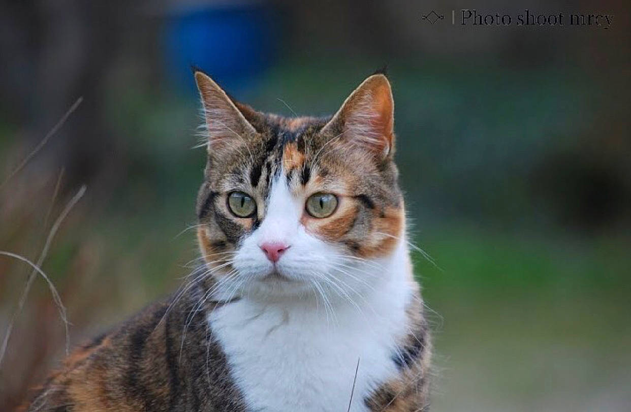 Galaxie participe au concours pour gagner de l'argent avec cette photo : art, carnivore, cat, domestic_short_haired_cat, eye, felidae, fur, grass, head, plant, sitting, sky, small_to_medium_sized_cats, snout, tail, terrestrial_animal, tree, whiskers, wildlife