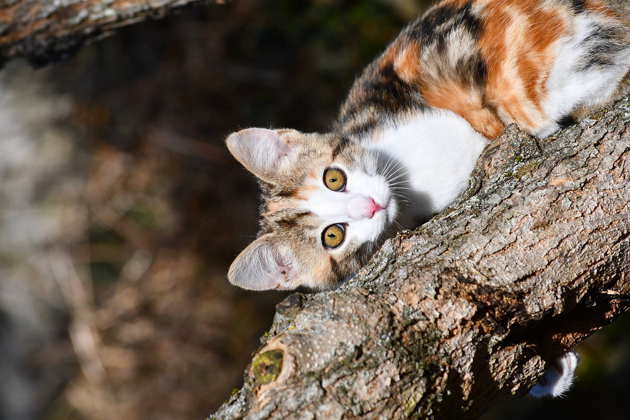 Proxima a rejoint le concours — aidez-le/la à gagner de superbes lots ! botany, carnivore, cat, close_up, eye, fawn, felidae, fur, grass, natural_environment, organism, plant, small_to_medium_sized_cats, snout, tail, tree, trunk, twig, whiskers, wood