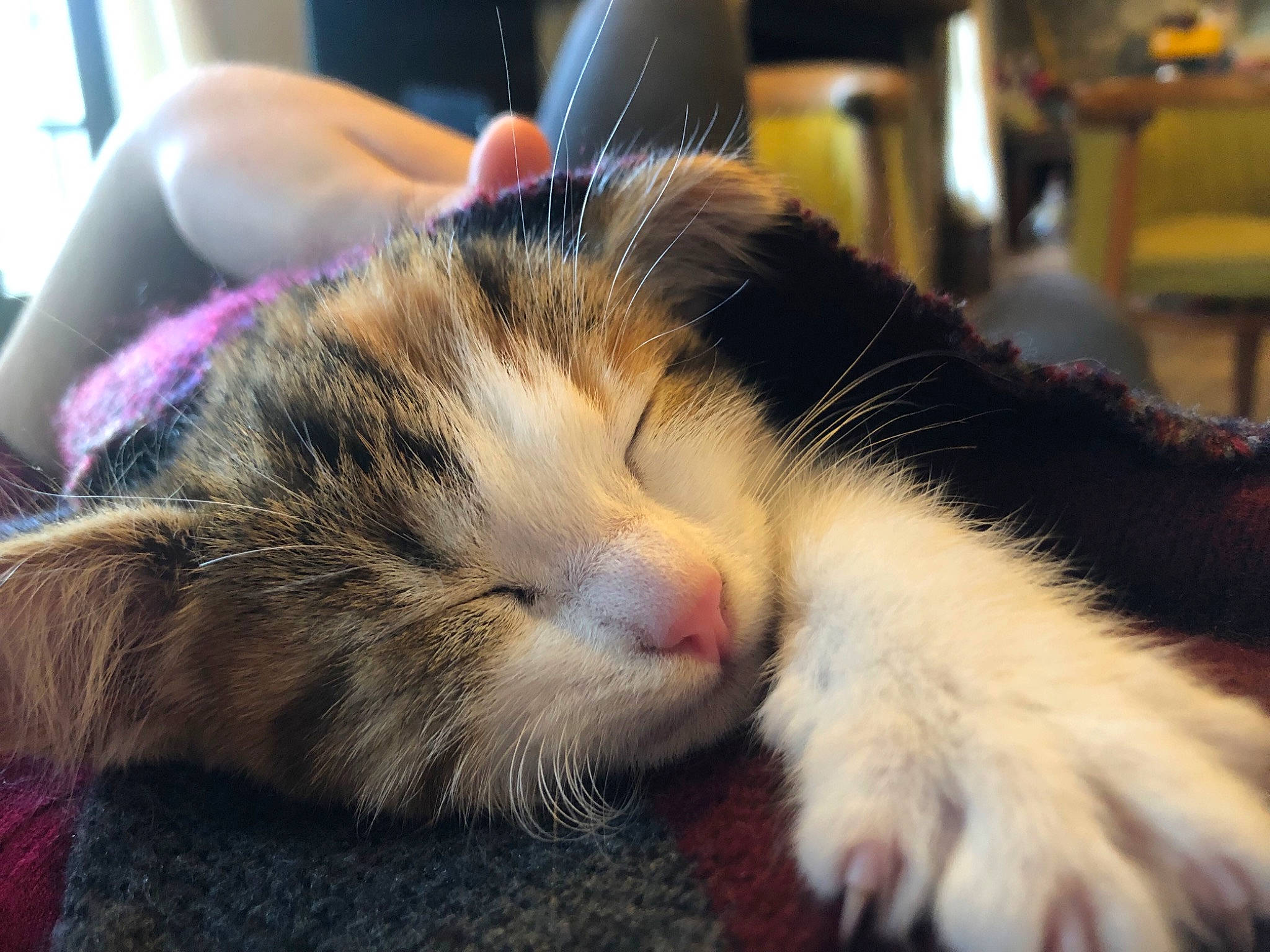 Proxima participe au concours pour gagner de l'argent avec cette photo : carnivore, cat, claw, comfort, domestic_short_haired_cat, ear, felidae, fur, human_leg, nail, nap, paw, sleep, small_to_medium_sized_cats, snout, tail, whiskers