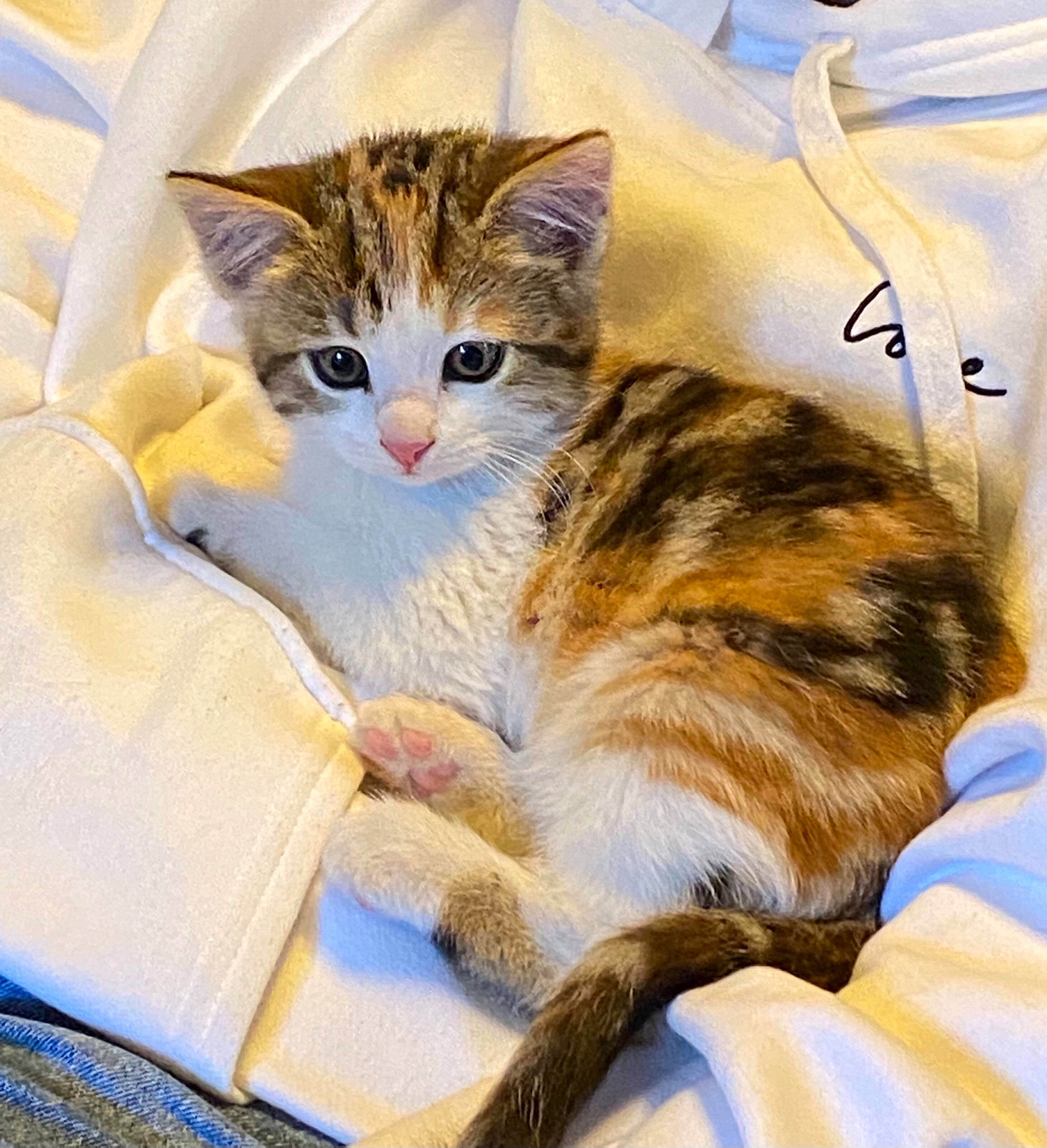 Proxima a rejoint le concours — aidez-le/la à gagner de superbes lots ! art, bed, carnivore, cat, claw, comfort, domestic_short_haired_cat, fawn, felidae, fur, linens, nap, paw, photo_caption, sleeve, small_to_medium_sized_cats, tail, textile, whiskers, window