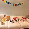 cat, birthday, costume, sofa, pillow, heart_shaped_cushion, banner, indoor, celebration, pet, feline, colorful, decor, festive, cute, animal, living_room, relaxing, fluffy, party